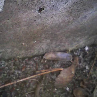 Kiga forscht mit Snake Kamera